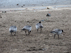 Branta leucopsis