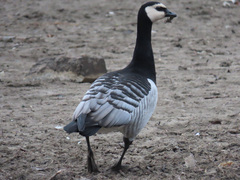 Branta leucopsis