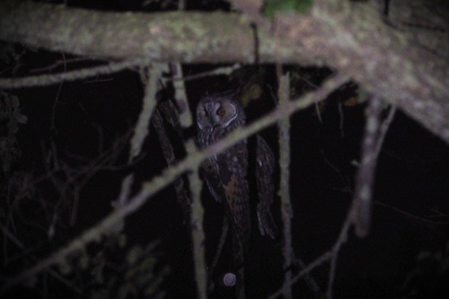 View observation of {o.common_name} on iNaturalist