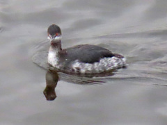 Podiceps nigricollis