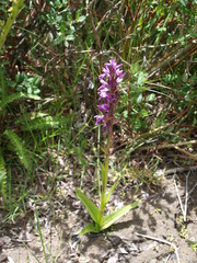 Dactylorhiza hatagirea