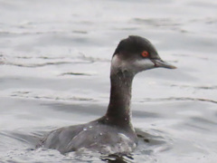 Podiceps nigricollis