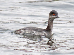 Podiceps nigricollis