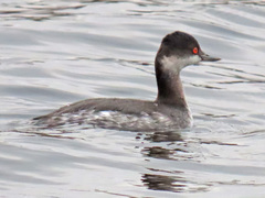 Podiceps nigricollis