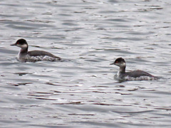 Podiceps nigricollis