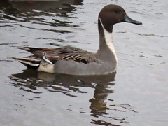 Anas acuta
