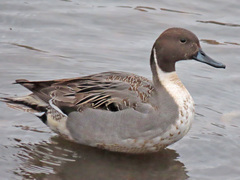 Anas acuta