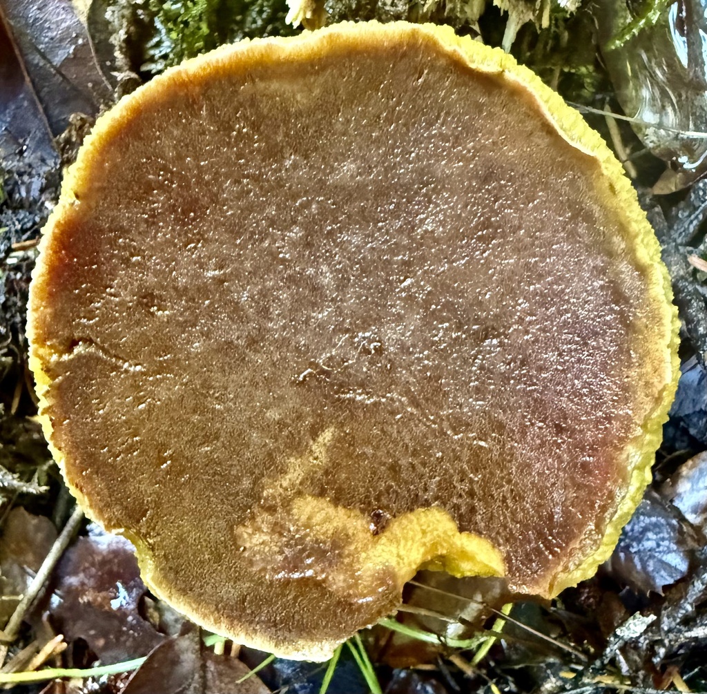 Xerocomus subtomentosus · November 2025 · photo: © hllrnnr (iNaturalist, cc0)
