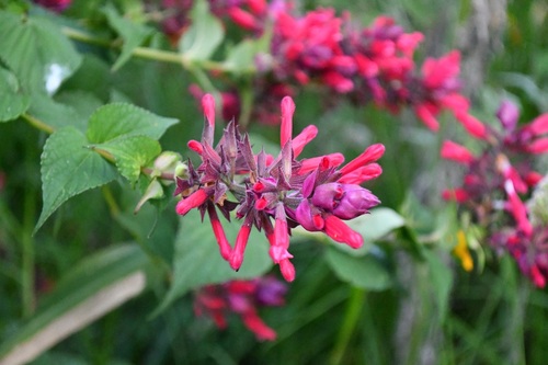 Blushing Sage (Salvia wagneriana)