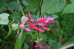 Salvia wagneriana, photograph (c) Neptalí Ramírez Marcial, some rights reserved (CC BY)