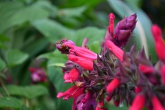 Salvia wagneriana, photograph (c) Neptalí Ramírez Marcial, some rights reserved (CC BY)