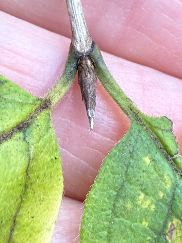Lonicera xylosteum