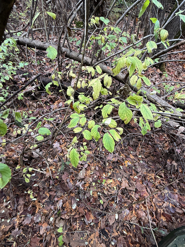 Lonicera xylosteum
