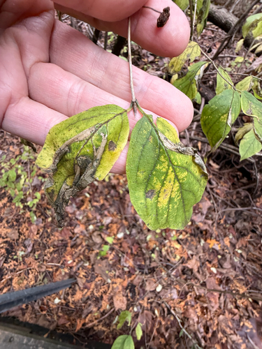 Lonicera xylosteum