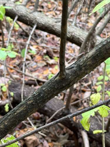 Lonicera xylosteum