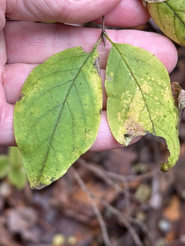 Lonicera xylosteum