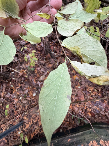 Lonicera xylosteum