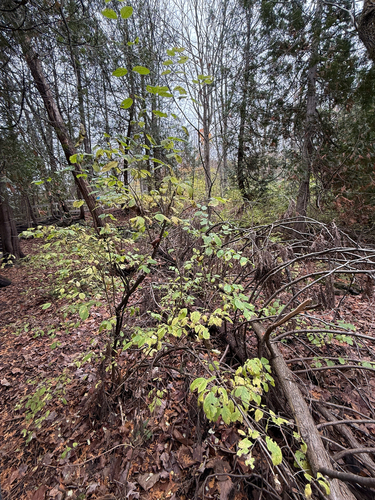 Lonicera xylosteum