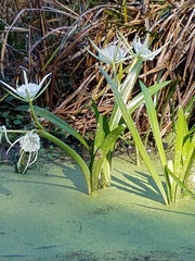 Hymenocallis rotata