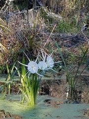 Hymenocallis rotata