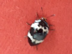 Iphiclus delineatus