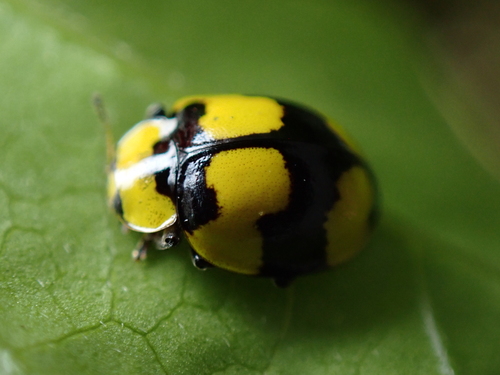 Photo of Fungus-eating ladybird (Illeis galbula)