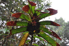 Columnea medicinalis
