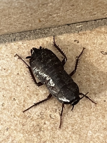Oriental cockroach