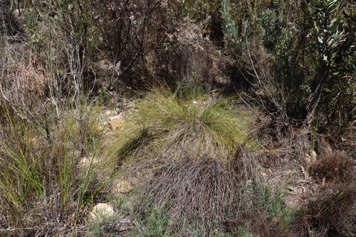 Tenaxia stricta, photograph 4