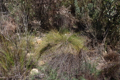 Tenaxia stricta, photograph (c) Tony Rebelo, some rights reserved (CC BY-SA)