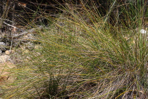 Tenaxia stricta, photograph 5