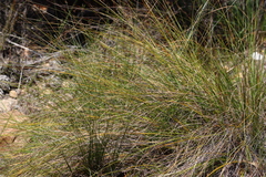 Tenaxia stricta, photograph (c) Tony Rebelo, some rights reserved (CC BY-SA)