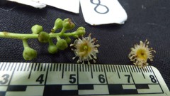 Prunus occidentalis