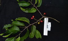 Prunus occidentalis
