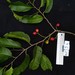 Western Cherry Laurel - Photo (c) sarievanbelle, some rights reserved (CC BY-NC), uploaded by sarievanbelle