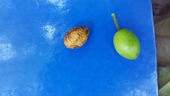 Prunus occidentalis