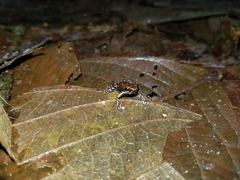 Epipedobates boulengeri