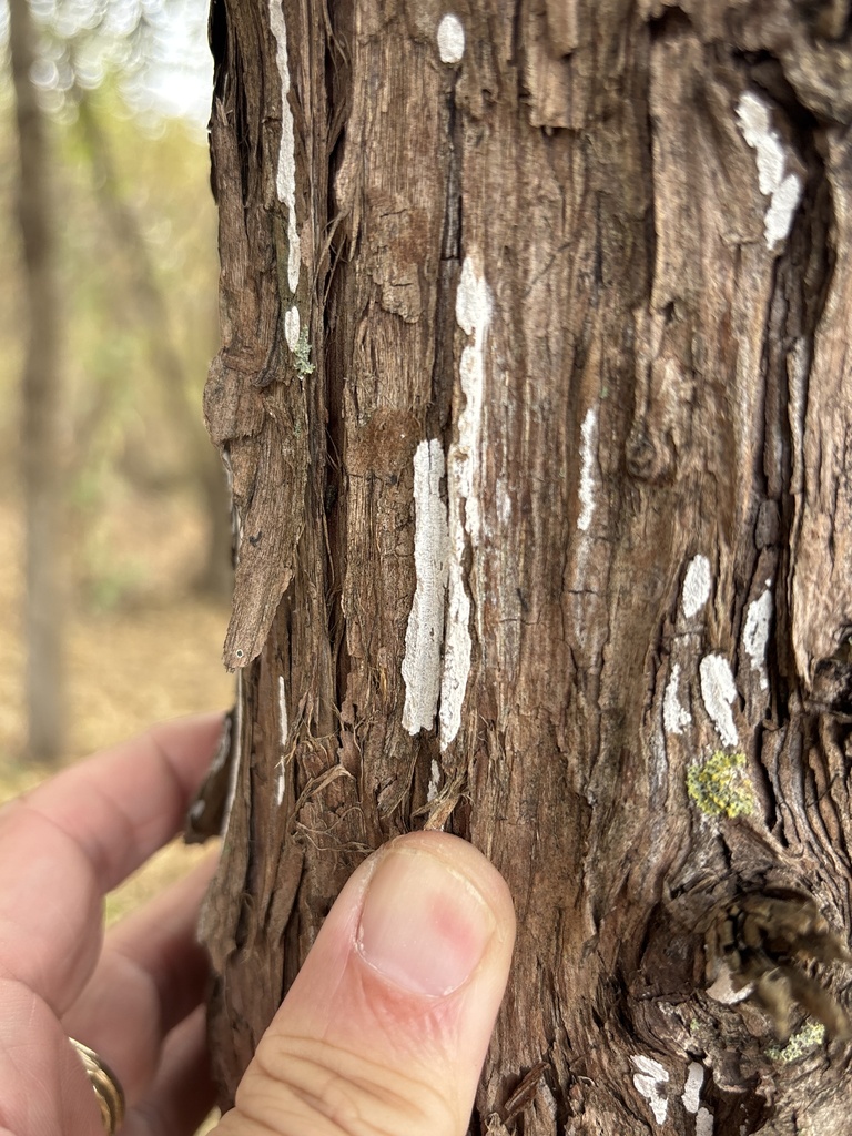 Dendrothele nivosa · November 2025 · photo: © sambiology (iNaturalist, cc-by)