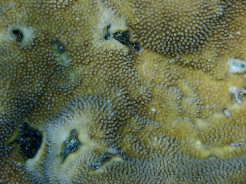 Acropora palmerae observed 2025-11-19