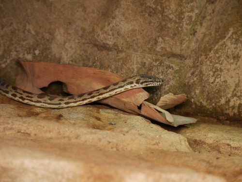 Cape York Spotted Python sighting