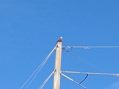 Haliaeetus leucocephalus