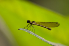 Heliocypha fenestrata cornelli