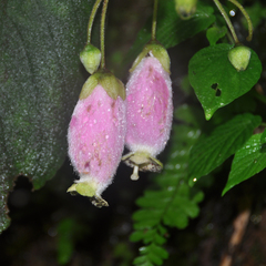 Kohleria affinis