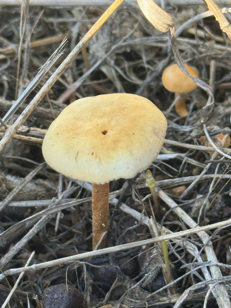 Agrocybe pediades · November 2025 · photo: © klicklo (iNaturalist, cc-by)