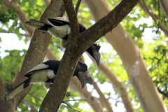 Bycanistes subcylindricus