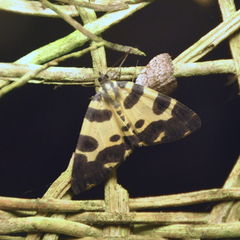 Pantherodes pardalaria