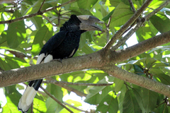 Bycanistes subcylindricus