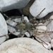 Northern Bear Spider - Photo (c) Fritz Geller-Grimm, some rights reserved (CC BY-SA)
