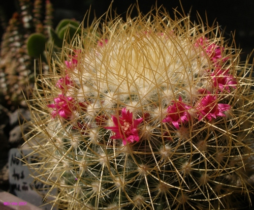 Mammillaria pringlei