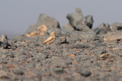 Ammomanes cinctura